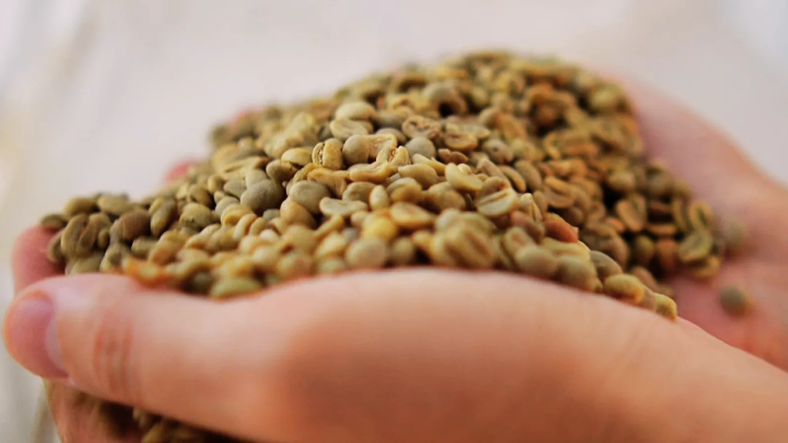 Mãos segurando grãos de café verde beneficiados no armazém da TPJ